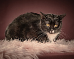 Кошки в Клине: Котюлька — очаровательная молодая кошечка Девочка, Бесплатно - фото 5
