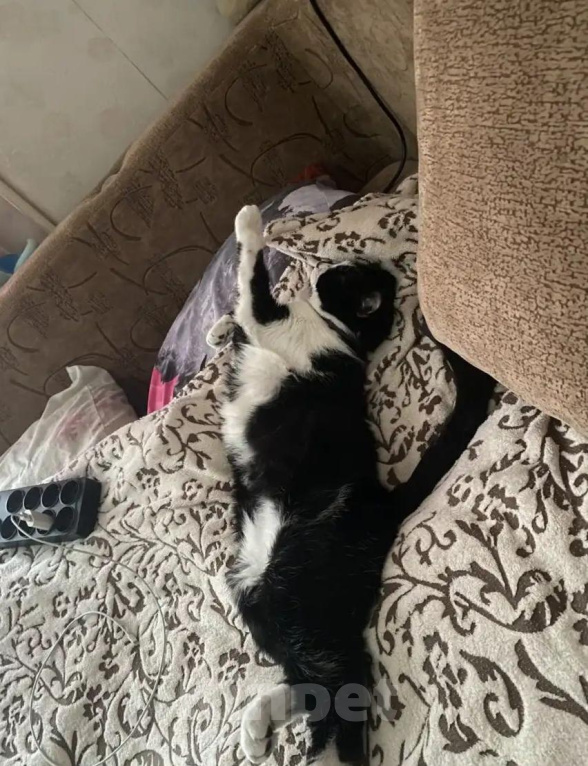 Кошки в Москве: Кота в добрые руки Мальчик, Бесплатно - фото 1