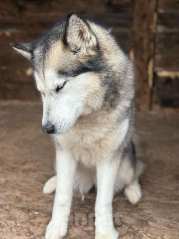 Собаки в Дмитрове: Хранительница очага - Кали Девочка, Бесплатно - фото 2
