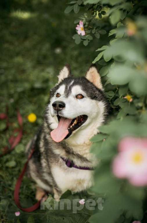Собаки в Москве: Канзи ищет дом.  В добрые руки. Мальчик, Бесплатно - фото 3