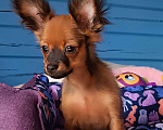 Собаки в Луховицах: Самые красивые Мальчик, 40 000 руб. - фото 6