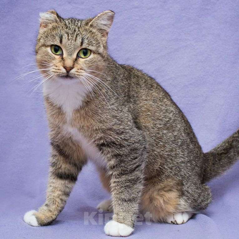 Кошки в Москве: Конфетку не забирают из-за ушка Девочка, Бесплатно - фото 2