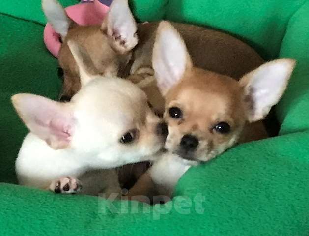 Собаки в Мичуринске: Чихуахуа Мальчик, 30 000 руб. - фото 2