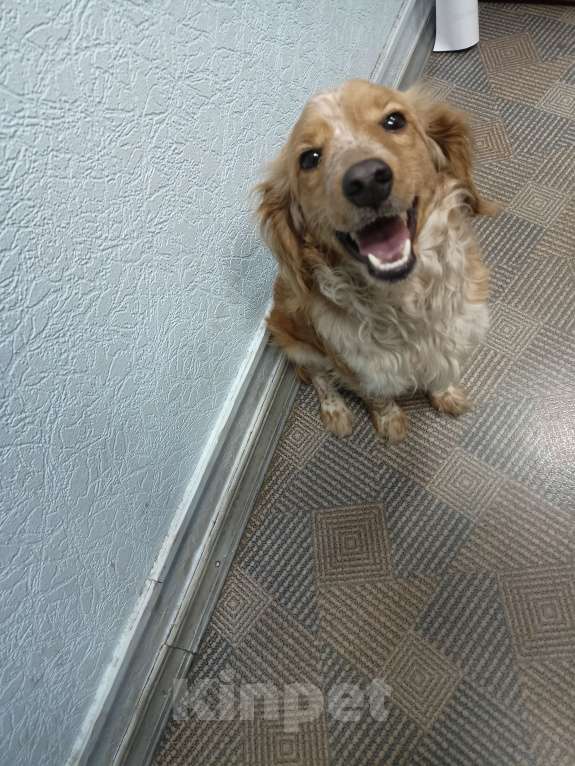 Собаки в Прокопьевске: Хозяин нашелся Мальчик, Бесплатно - фото 7