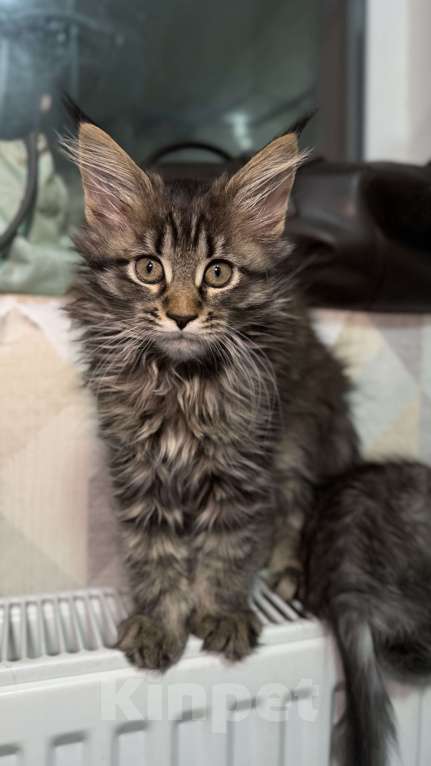 Кошки в Санкт-Петербурге: Котёнок мейн-кун Девочка, 28 000 руб. - фото 4