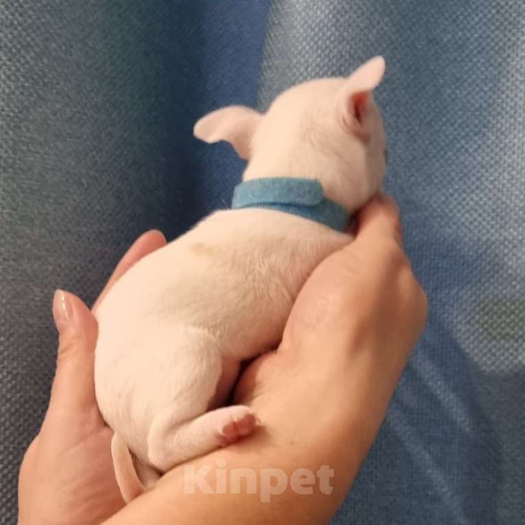 Собаки в Калининграде: Щенки чихуахуа РКФ  Мальчик, 50 000 руб. - фото 2