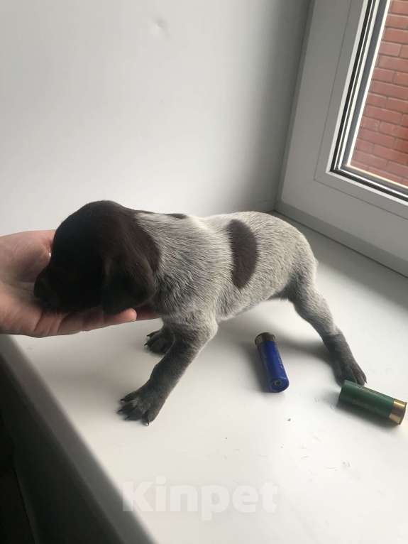 Собаки в Твери: Щенки курцхаара Девочка, 20 руб. - фото 8