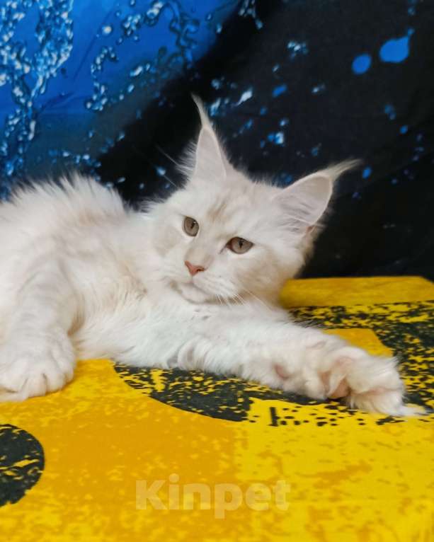 Кошки в Санкт-Петербурге: Девочка ds 22 Девочка, 35 000 руб. - фото 1