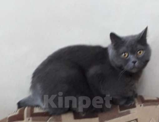 Кошки в Черемхово: Кот ищет хозяина Мальчик, Бесплатно - фото 1