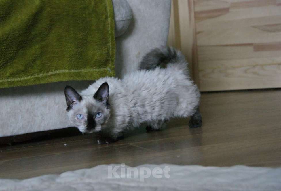 Кошки в Москве: Кудрявый котенок веселая Ялта  Девочка, Бесплатно - фото 2