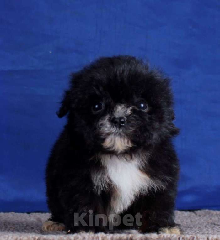 Собаки в Москве: мальтипу мини и микро, бэби фейс Девочка, 120 000 руб. - фото 2