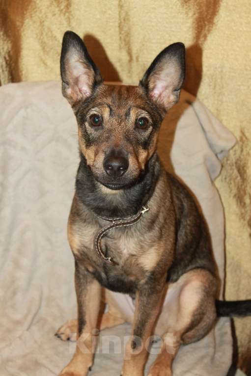 Собаки в Москве: Собака Мальчик, Бесплатно - фото 2