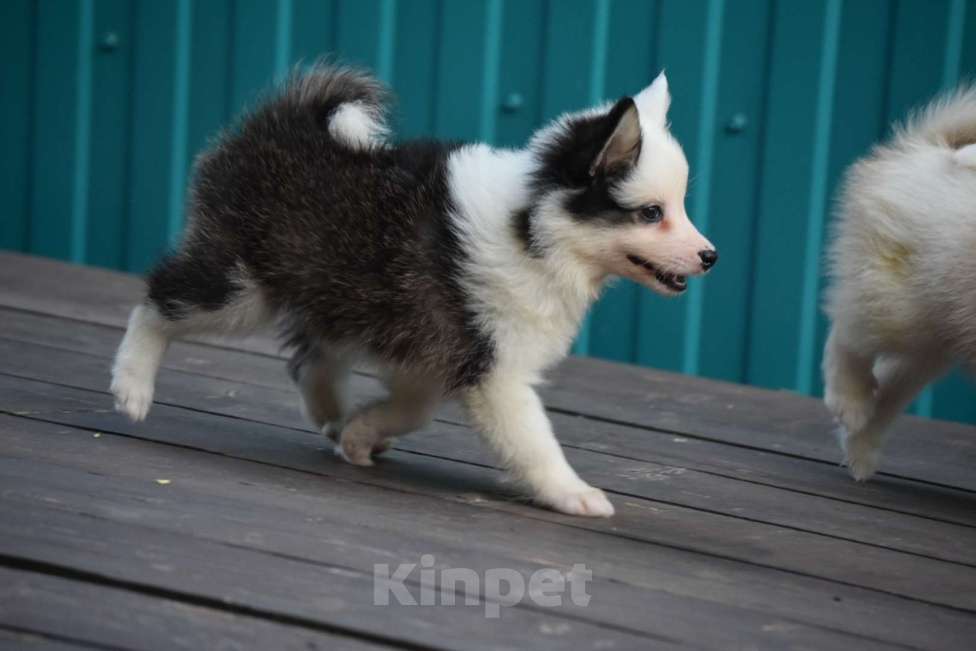 Собаки в Москве: Ненецкая оленегонная лайка. Помет «А». Сука Unmay no Akay Ito ALEKSA Девочка, 60 000 руб. - фото 5