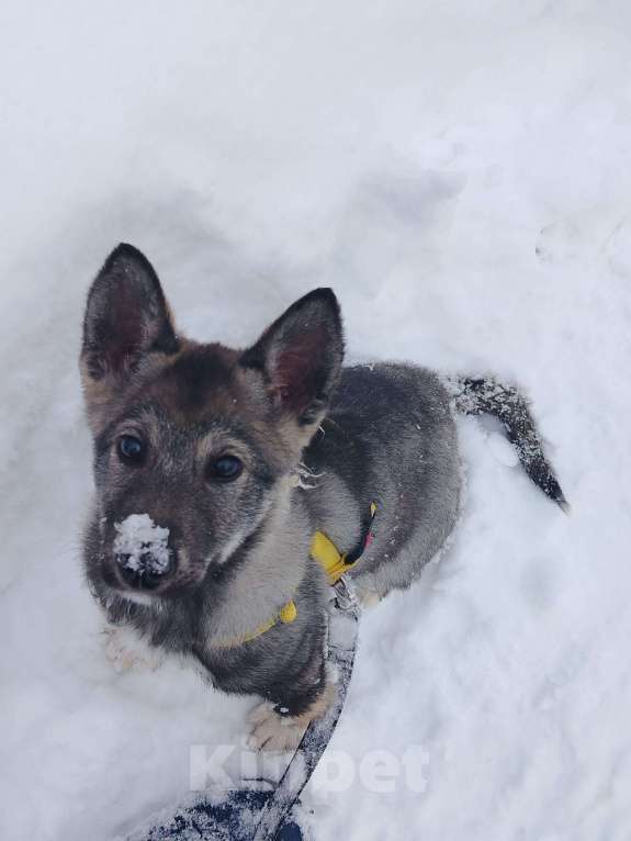 Собаки в Ногинске: Вегас Мальчик, Бесплатно - фото 2