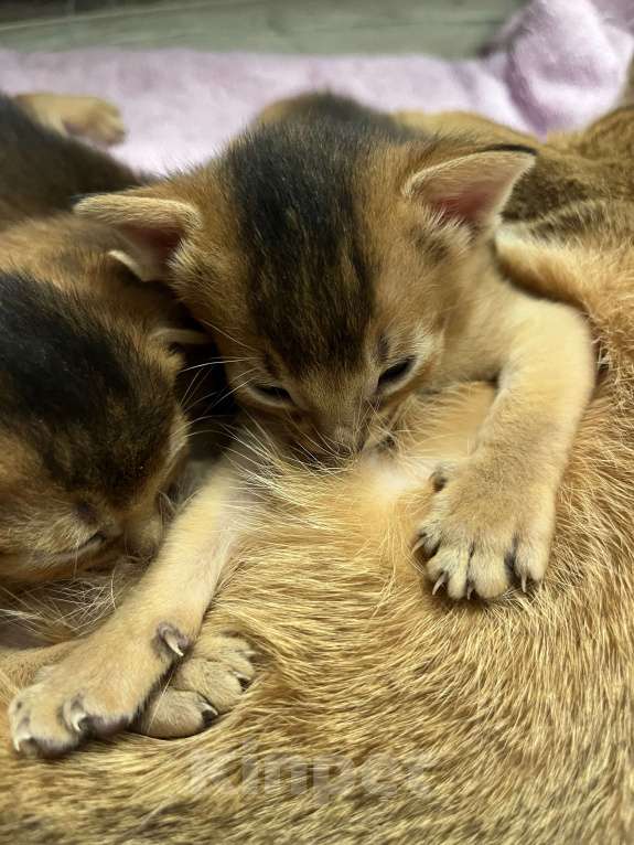 Кошки в Москве: Марсель Мальчик, 50 000 руб. - фото 2