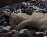 Кошки в Твери: Кота в добрые руки Мальчик, Бесплатно - фото 6