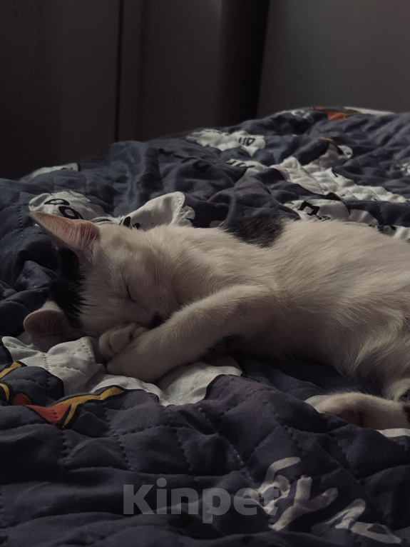 Кошки в Твери: Кота в добрые руки Мальчик, Бесплатно - фото 6