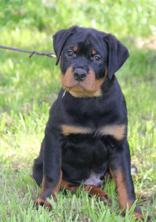 Собаки в Екатеринбурге: Щенки ротвейлера  Мальчик, 60 000 руб. - фото 5