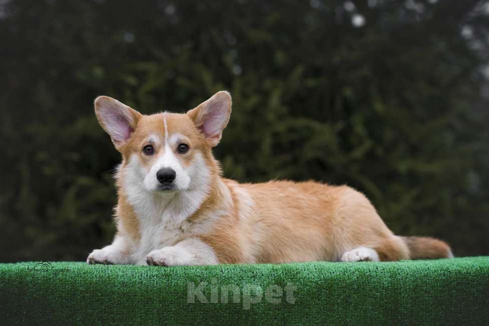 Собаки в Воронеже: Щенок вельш корги пемброк — GRISHA WOLF Мальчик, 100 000 руб. - фото 9