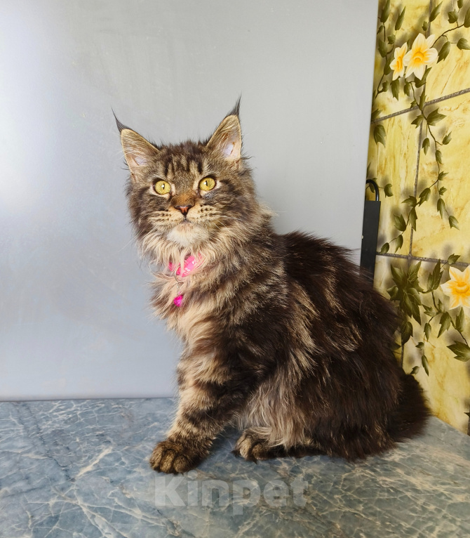 Кошки в Москве: Котёнок Мейн-кун Девочка Девочка, 45 000 руб. - фото 5