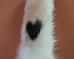 Кошки в Москве: Кошечка Мия Девочка, Бесплатно - фото 3
