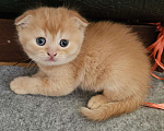 Кошки в Санкт-Петербурге: Муркотик Мальчик, 25 000 руб. - фото 1