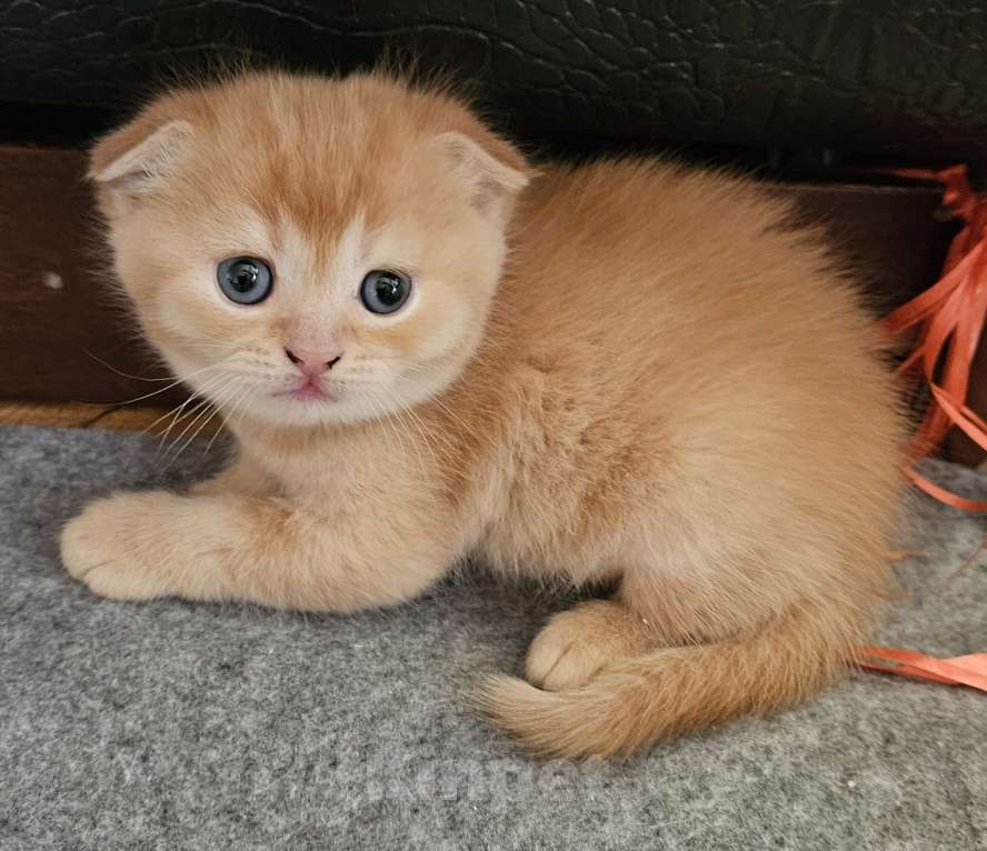 Кошки в Санкт-Петербурге: Муркотик Мальчик, 25 000 руб. - фото 1