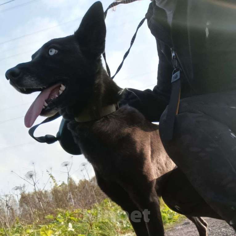 Собаки в Москве: Разноглазая собачка оказалась на стройке 🆘️ Срочный поиск дома Девочка, Бесплатно - фото 2