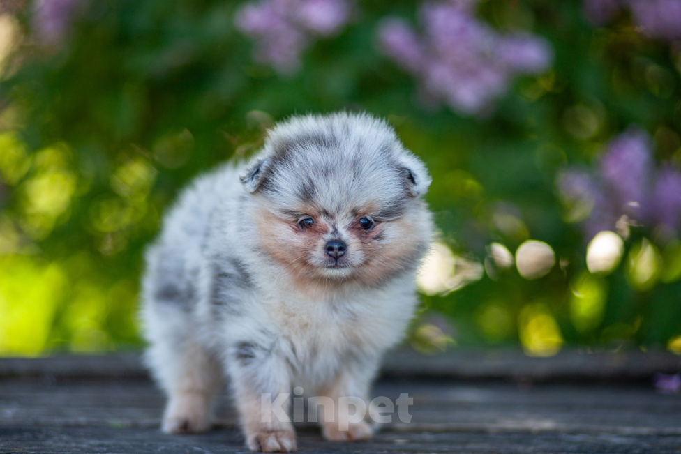 Собаки в Москве: Померанский шпиц, девочка Мальчик, 70 000 руб. - фото 3