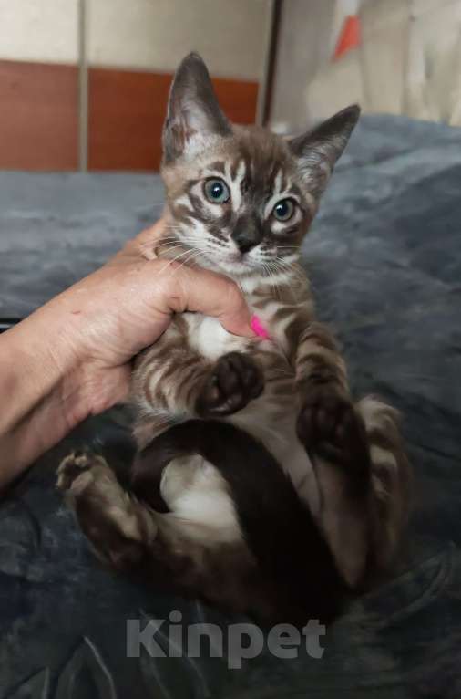 Кошки в Краснодаре: Шикарная угольная девочка минк Девочка, Бесплатно - фото 6