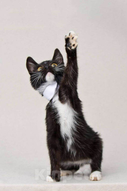 Кошки в Москве: Шустрый котенок Бантик хочет стать домашним Мальчик, Бесплатно - фото 8