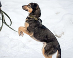 Собаки в Ногинске: Кузька - маленький песик в дар Мальчик, Бесплатно - фото 5