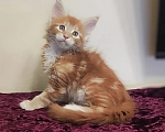 Кошки в Санкт-Петербурге: Котенок мейн кун из питомника 🍀 Мальчик, 90 000 руб. - фото 1