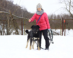 Собаки в Видном: Грумман, 1,5 года Мальчик, Бесплатно - фото 9