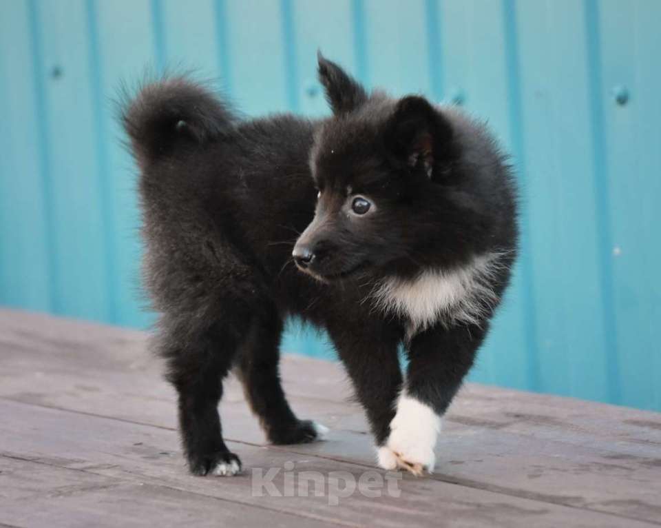 Собаки в Москве: Ненецкая оленегонная лайка, сука Ени-Кижи. Девочка, 60 000 руб. - фото 4