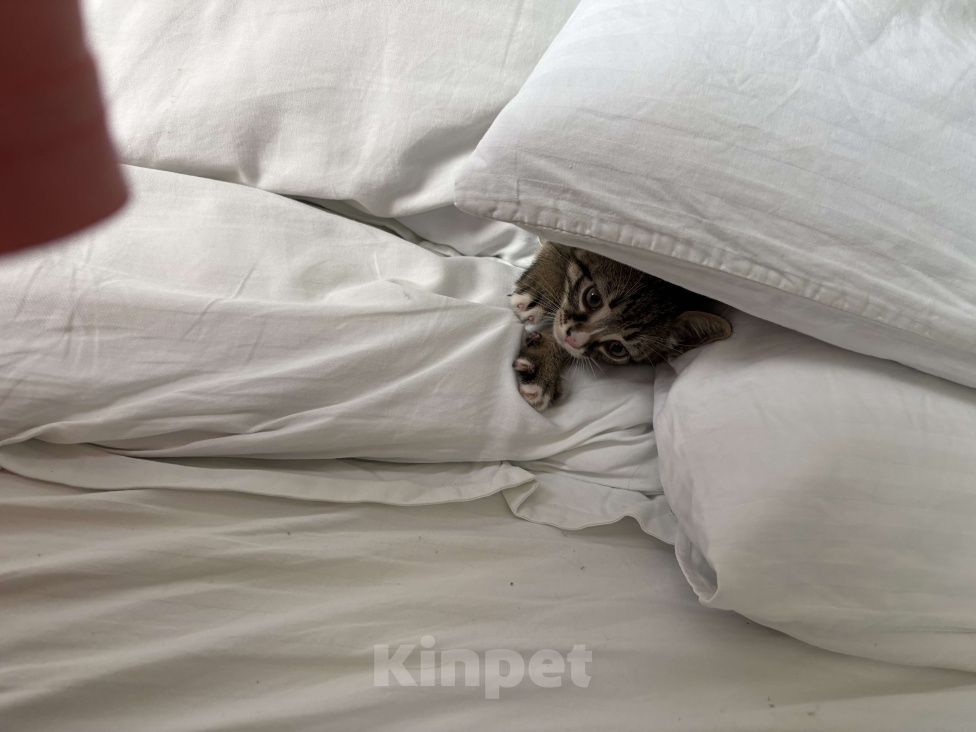 Кошки в Краснодаре: котенок в добрые руки Мальчик, Бесплатно - фото 4
