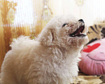 Собаки в Москве: Щенки Бишон-фризе с документами, 60 000 руб. - фото 4