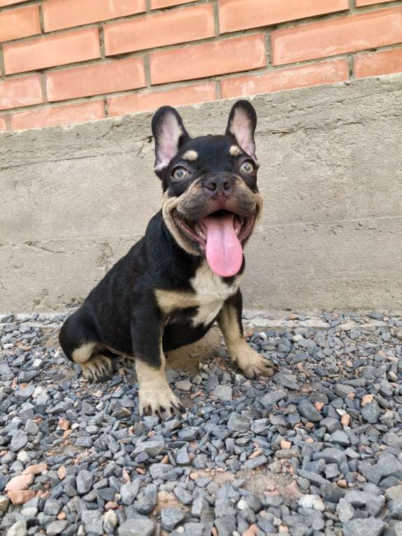 Собаки в Ростове-на-Дону: Мальчик - Какао с подпалом  Мальчик, Бесплатно - фото 6