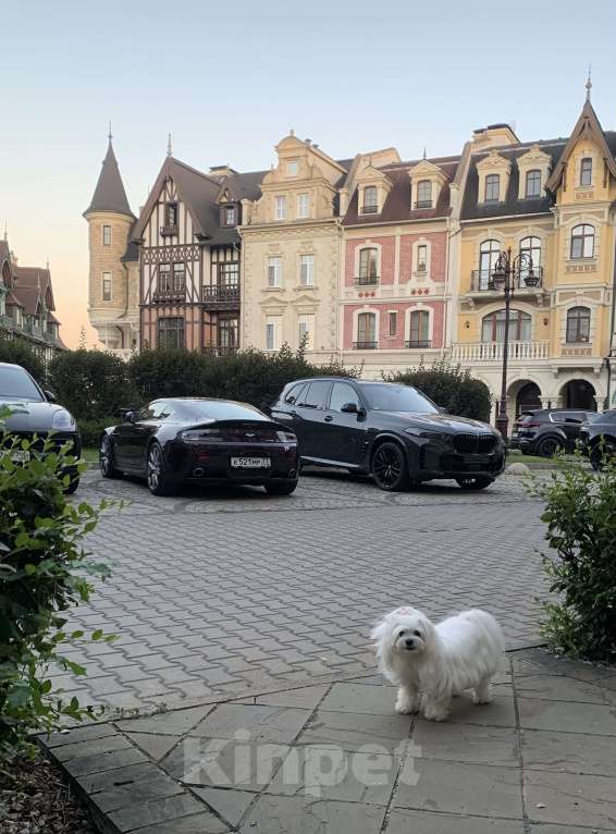 Собаки в Москве: Шикарные щенки  Мальтипу Мальчик, 190 000 руб. - фото 7
