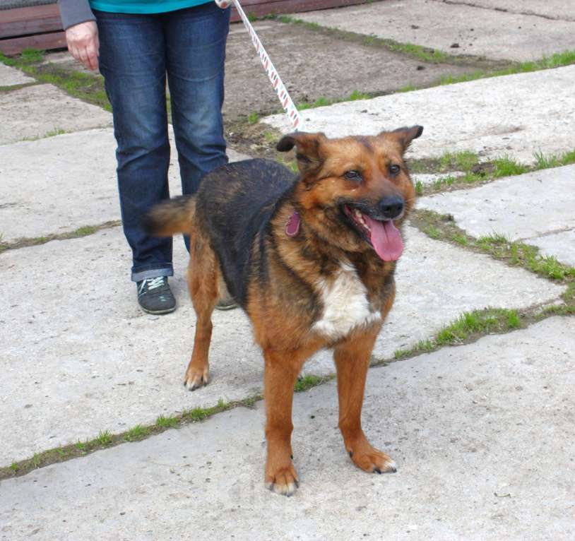 Собаки в Москве: Ищем человека на самую главную роль в жизни собаки - хозяина! Девочка, Бесплатно - фото 3
