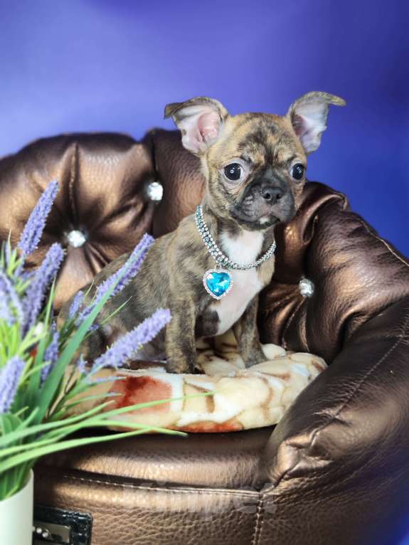 Собаки в Москве: Мальчики чихуахуа бейби фейс  Мальчик, 25 000 руб. - фото 7