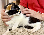 Кошки в Санкт-Петербурге: Кошечка подросток Тосенька.  Девочка, Бесплатно - фото 4