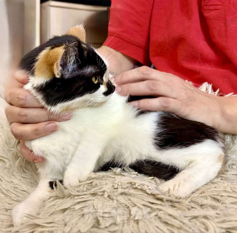 Кошки в Санкт-Петербурге: Кошечка подросток Тосенька.  Девочка, Бесплатно - фото 4