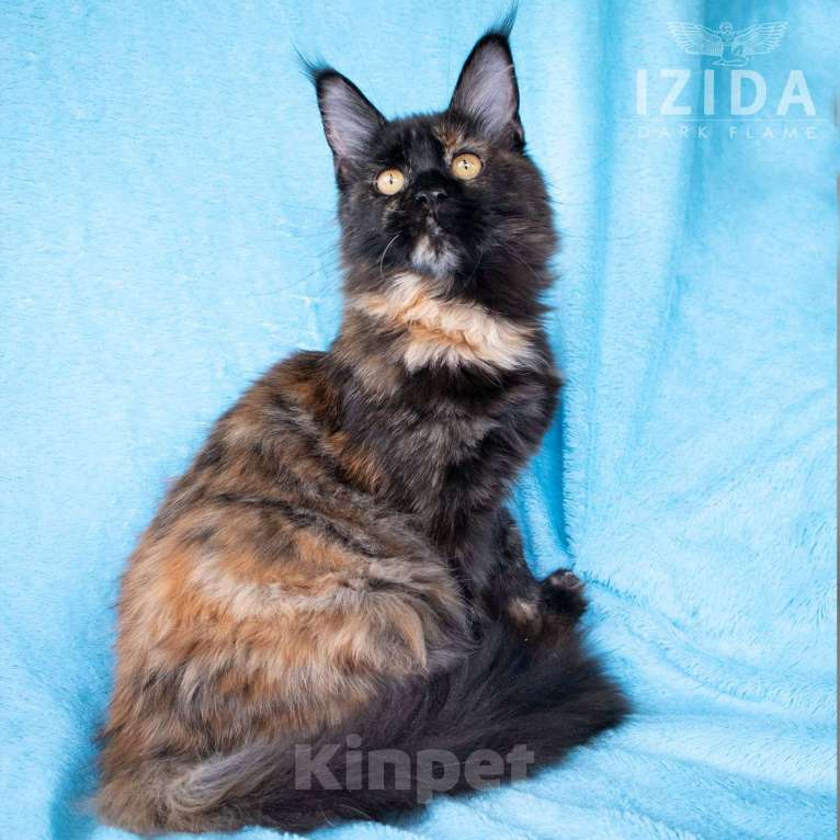 Кошки в других городах Воронежской области: Izida Dark Flame Девочка, 50 000 руб. - фото 5