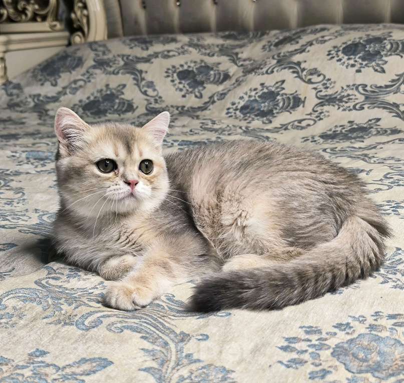 Кошки в Санкт-Петербурге: Кальвадос сладкий парень  Мальчик, 45 000 руб. - фото 3