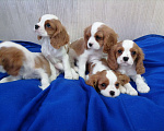 Собаки в Москве: Кавалер Кинг Чарльз спаниель Мальчики Мальчик, 80 000 руб. - фото 2