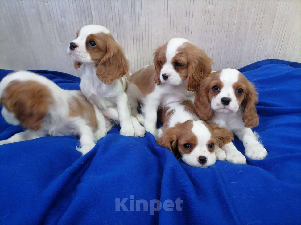 Собаки в Москве: Кавалер Кинг Чарльз спаниель Мальчики Мальчик, 80 000 руб. - фото 2