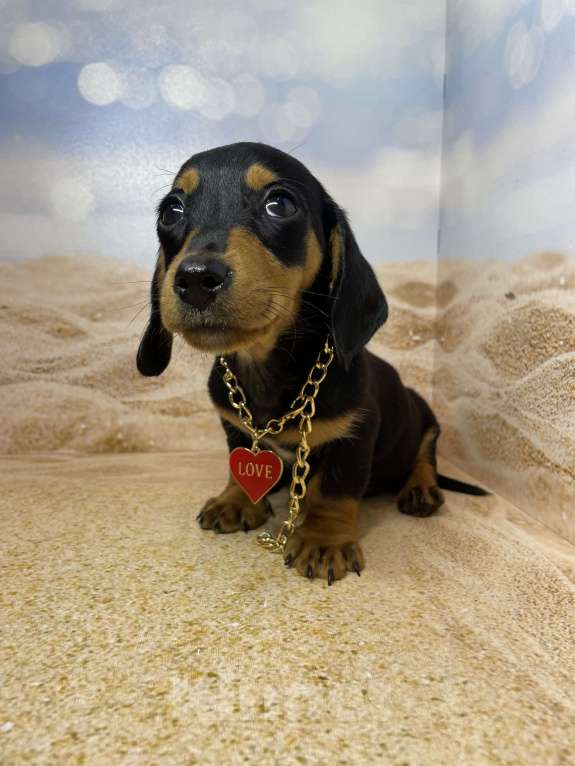 Собаки в Москве: Такса мини мальчик клубный Мальчик, 35 000 руб. - фото 3