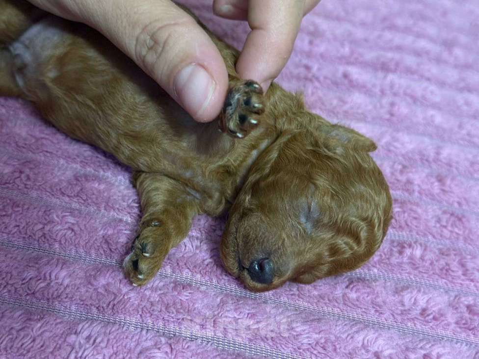 Собаки в Москве: Той пудель ред браун Мальчик, 100 000 руб. - фото 2