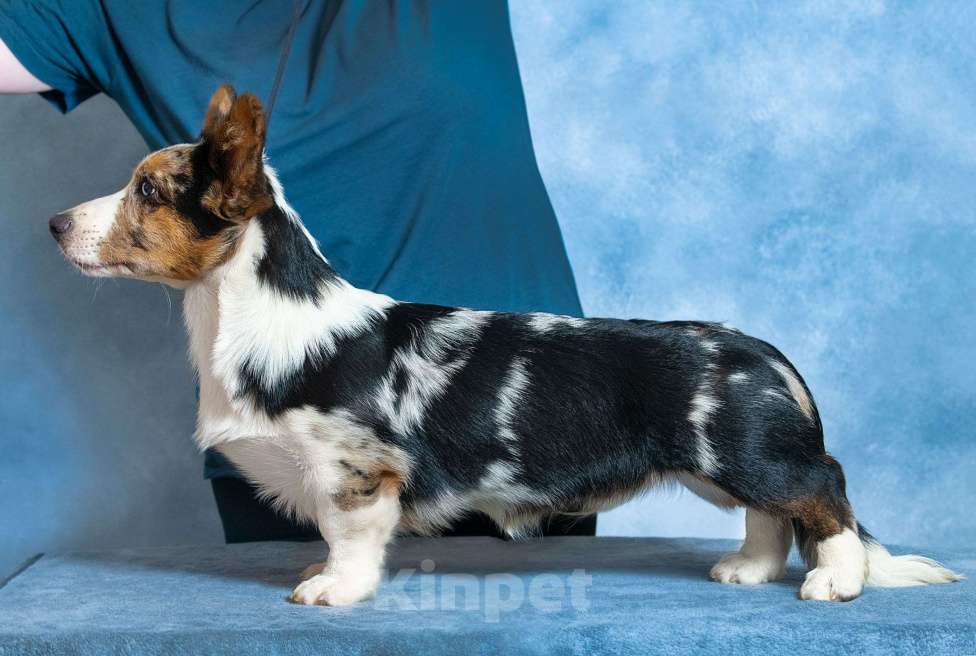 Собаки в Москве: Вельш корги щенок Мальчик, 110 000 руб. - фото 4